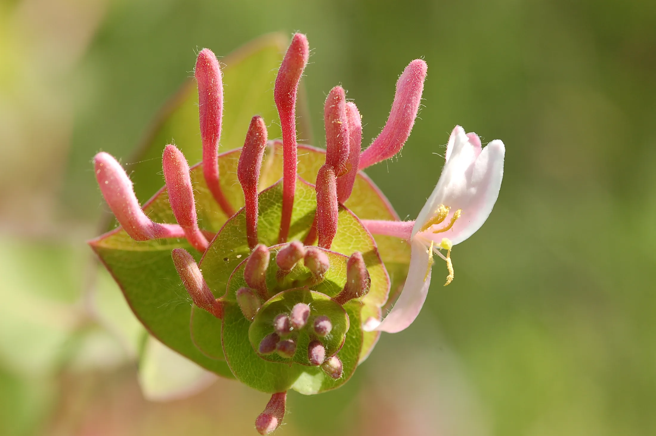 lonicera_implexageissblatt
