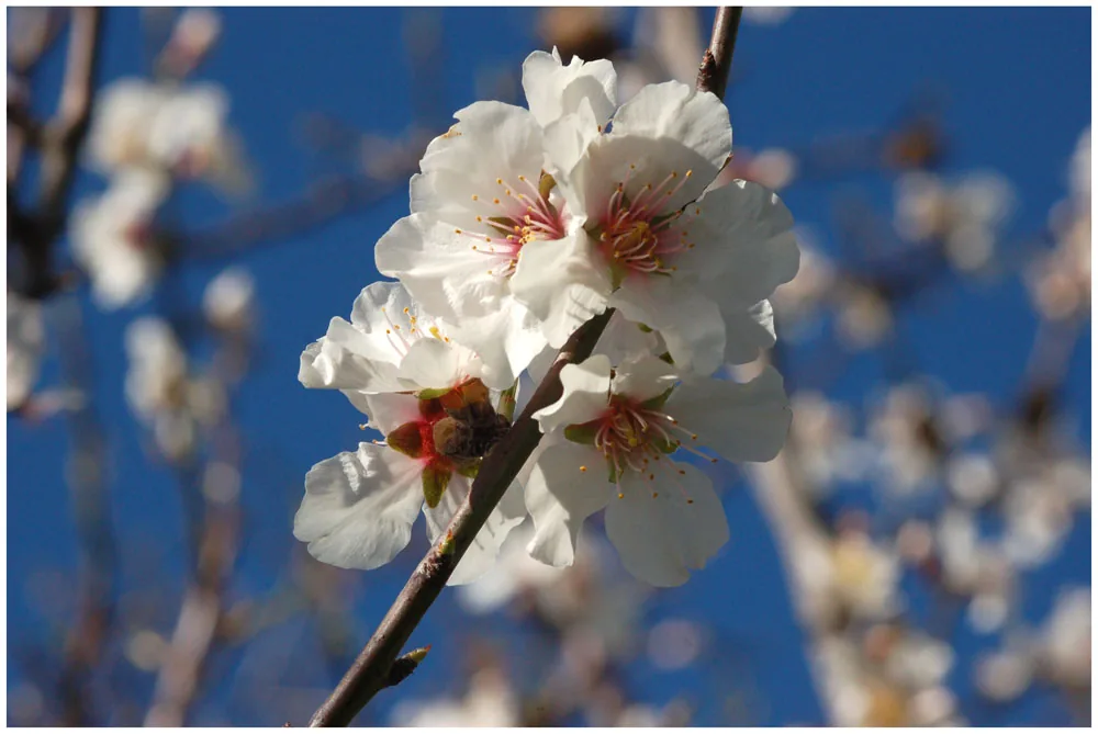 mandelblüte