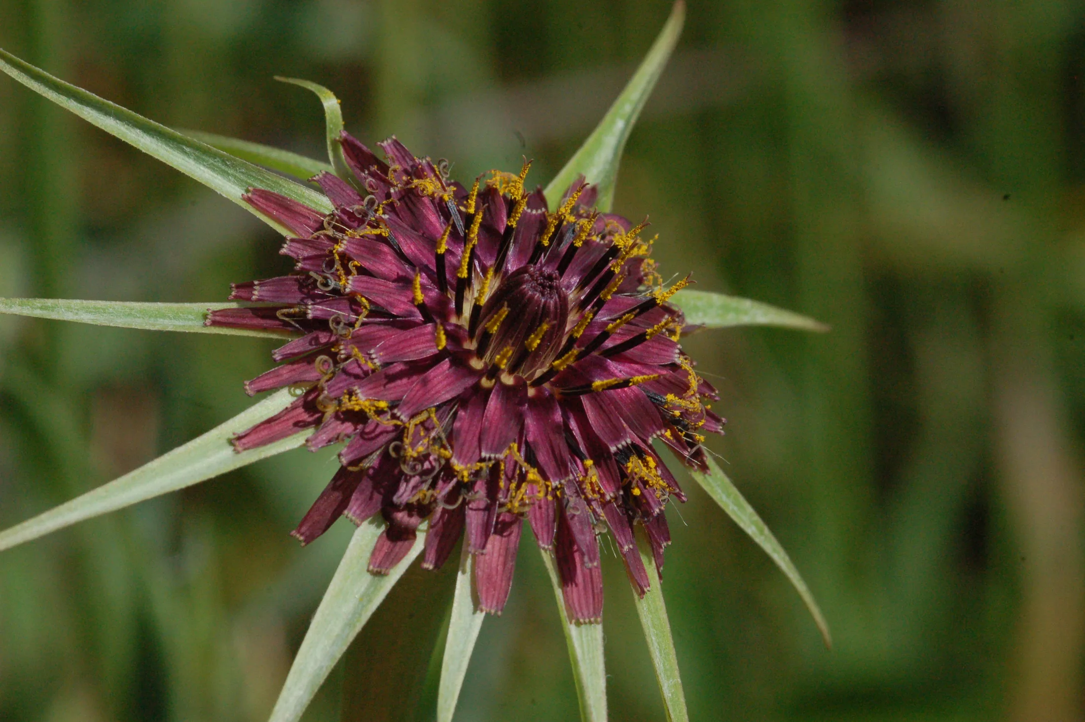 tragopogon_porrifolius_roter_bocksbart