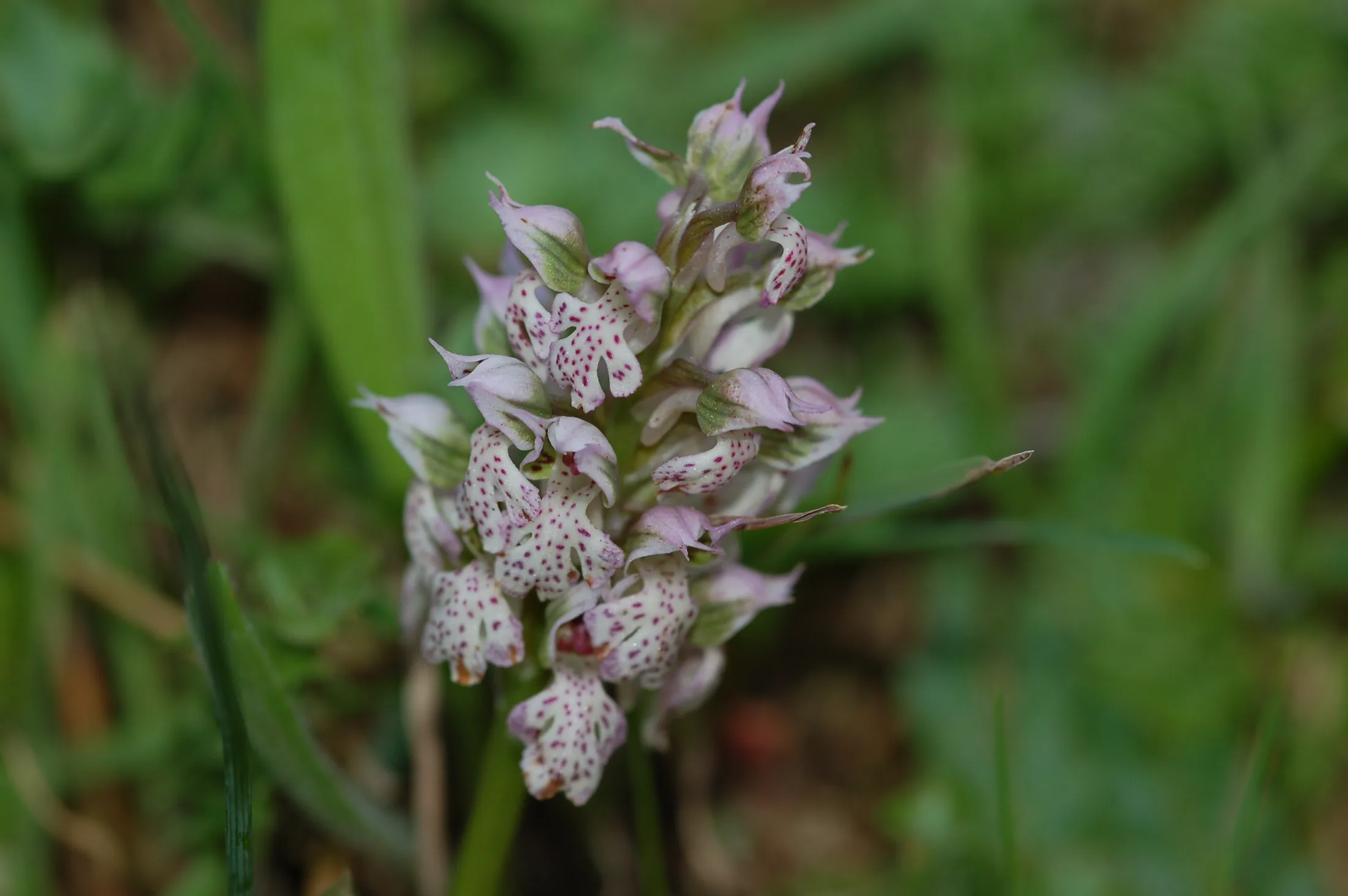 orchis_lacteamilchweisses_knabenkraut