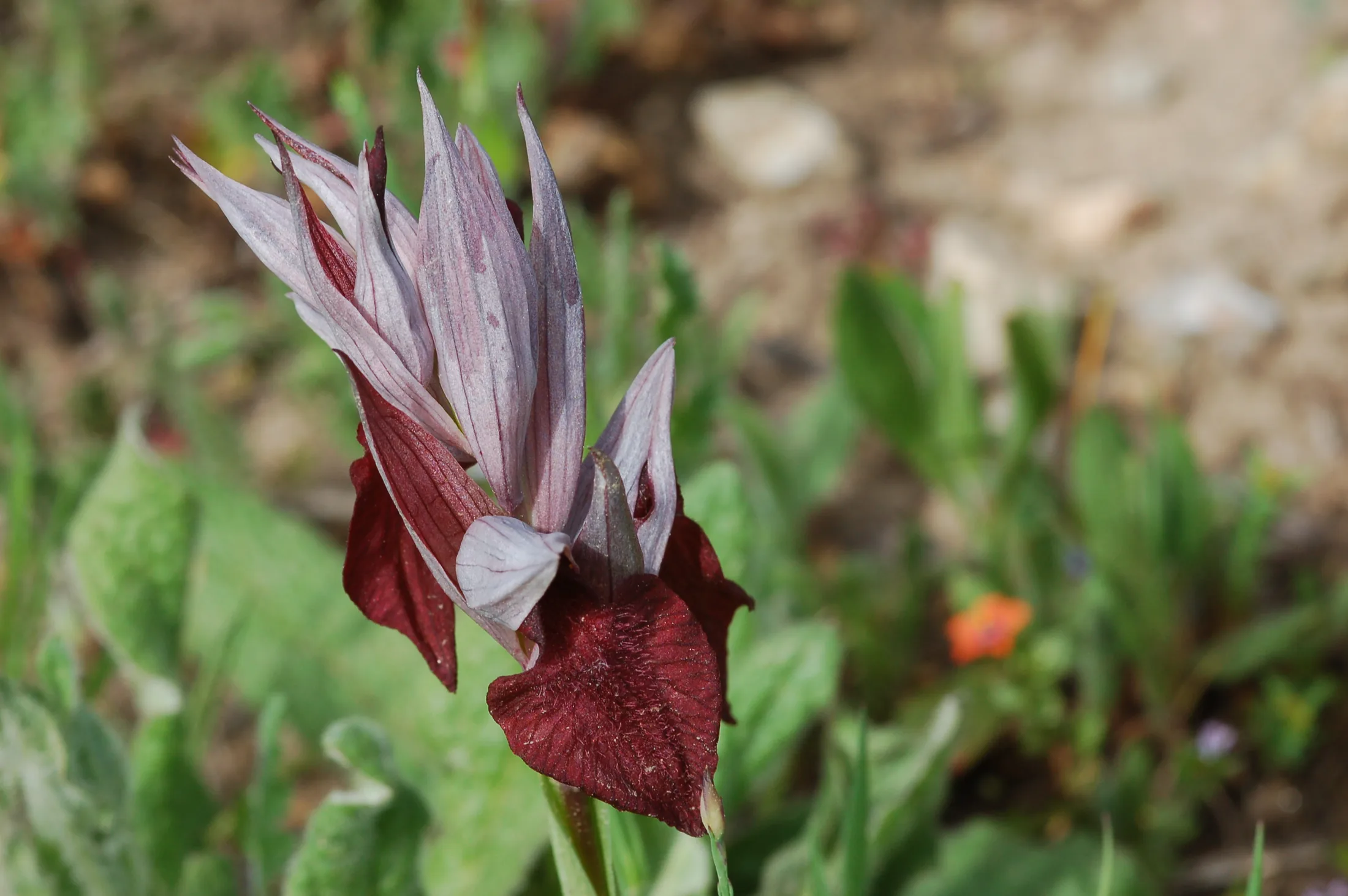 serapias_neglecta_verkannter_zungenstengel